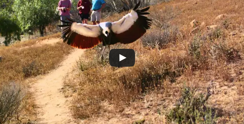 Safaris Departing Daily