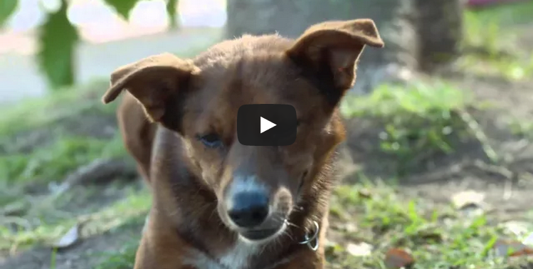 El hombre y el perro