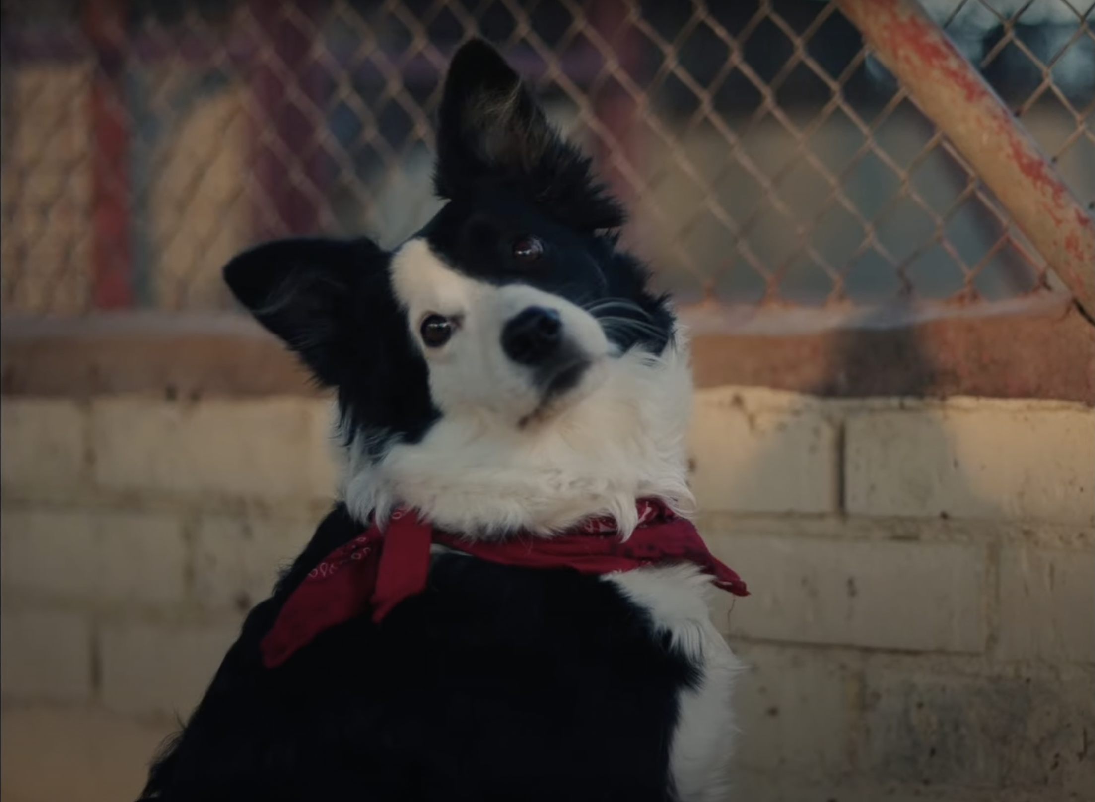 Comandante y Cartón